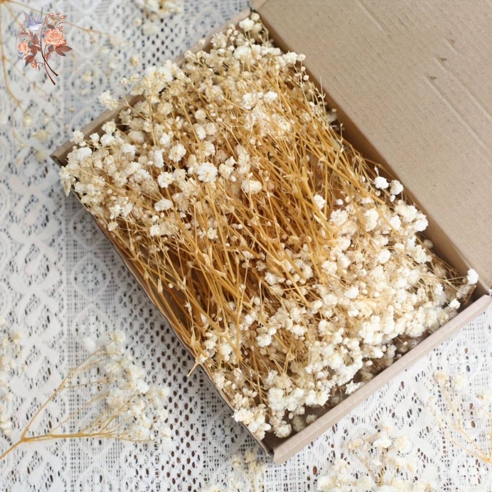 Craft Embellishments - 100 szt. Mini Suszone Kwiaty Gipsówki